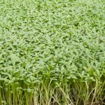 Cress