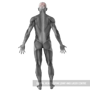 keep blood vessels calm | Global Health